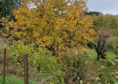 Grange en pierre à rénover avec terrain attenant