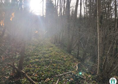 Parcelle de bois de 2870 m²