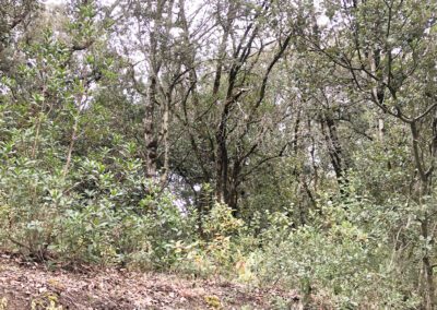 Parcelle de bois non constructible avec jolie vue