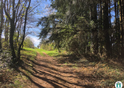 Parcelle de bois résineux