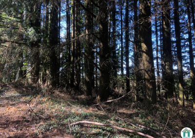 Parcelle de bois résineux
