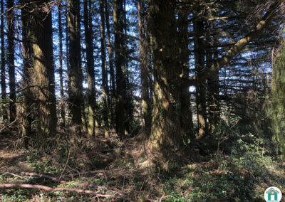 Parcelle de bois résineux