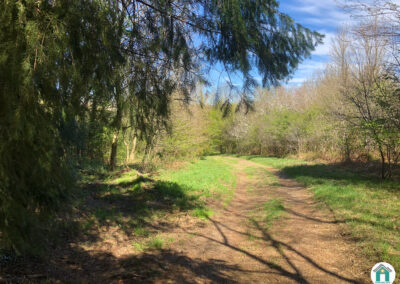 Parcelle de bois résineux