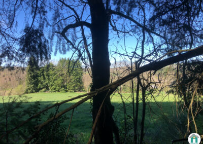 Parcelle de bois résineux