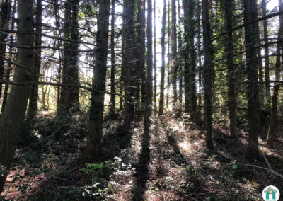 Parcelle de bois résineux